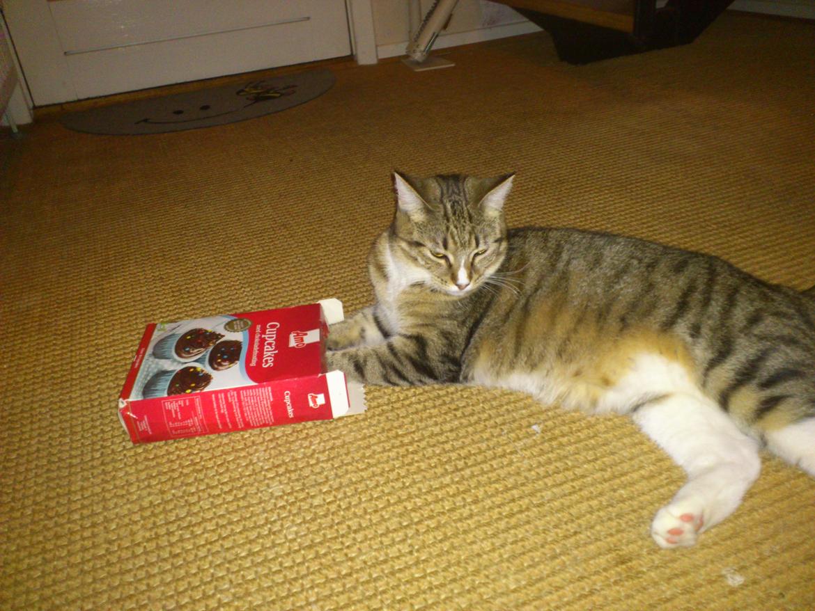 Blanding af racer Mille billede 10