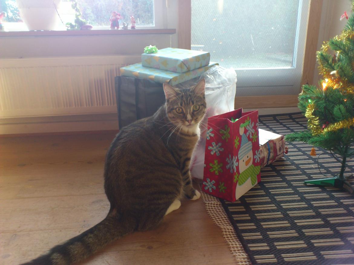 Blanding af racer Mille billede 11