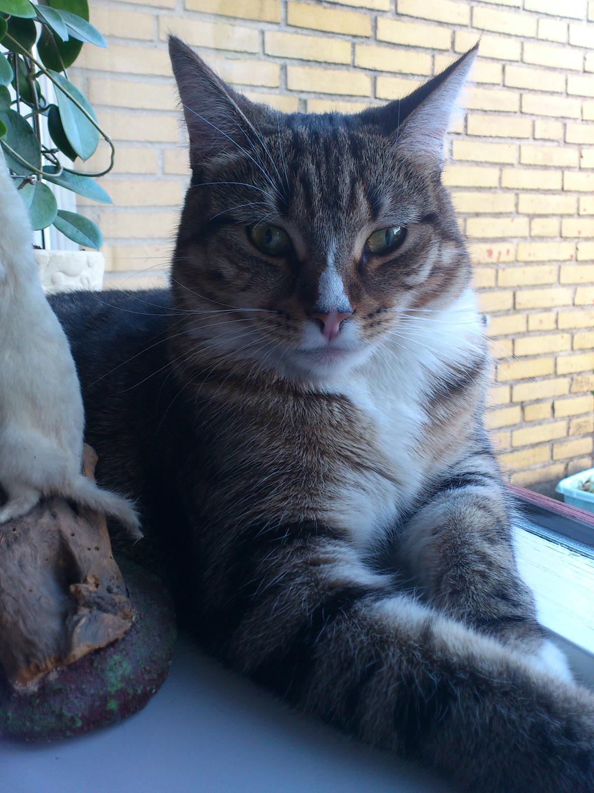 Blanding af racer Mille billede 12