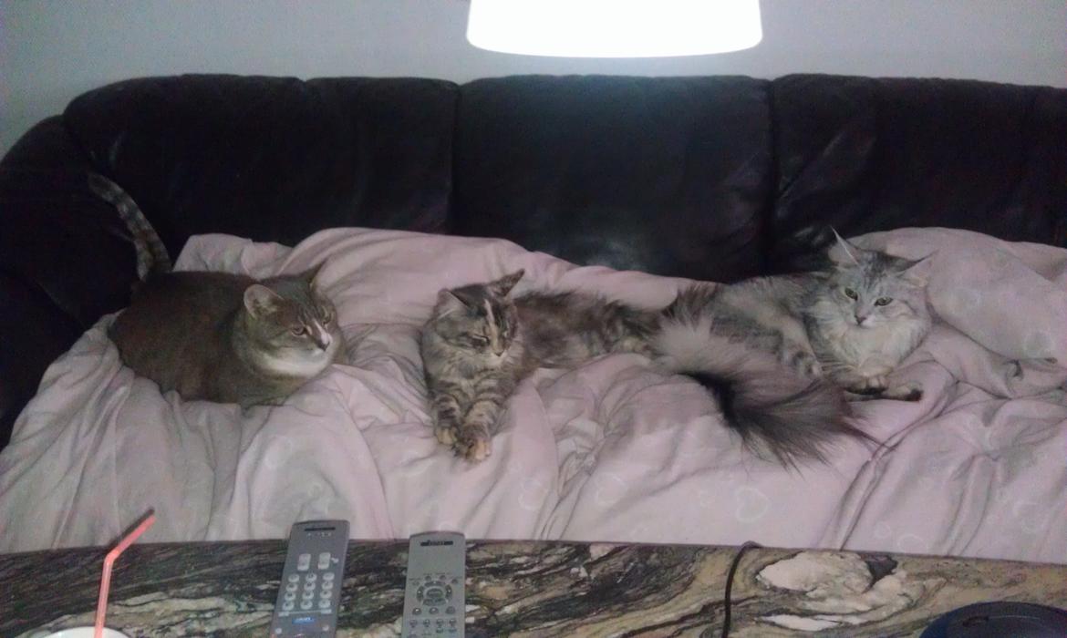 Huskat Magnus - Hér er jeg med Elli og Gucci. billede 7