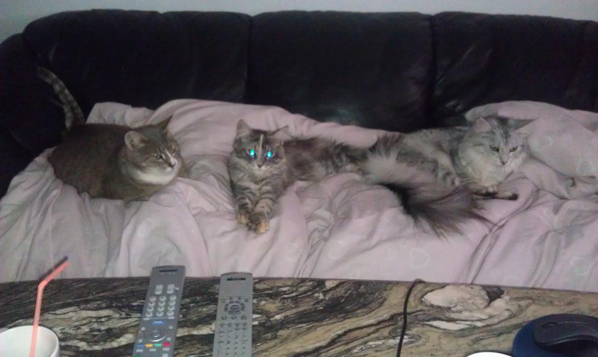 Huskat Magnus - Jeg vil ikke indrømme det men, jeg kan godt lide Elli og Gucci. billede 8