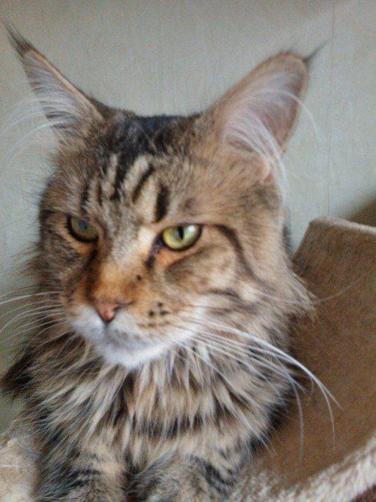Maine Coon SR' Panoncoon Que Pasa "R.I.P" billede 2