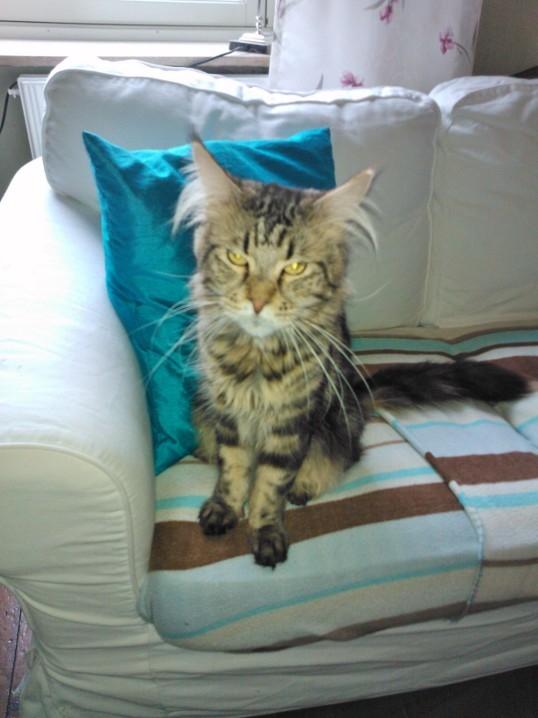 Maine Coon SR' Panoncoon Que Pasa "R.I.P" billede 3