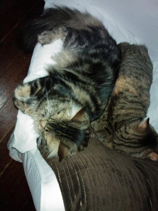 Maine Coon SR' Panoncoon Que Pasa "R.I.P" billede 4