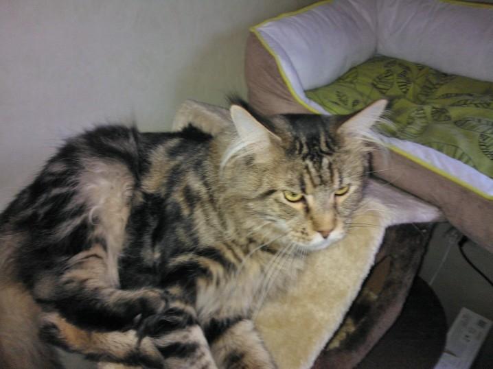 Maine Coon SR' Panoncoon Que Pasa "R.I.P" billede 5