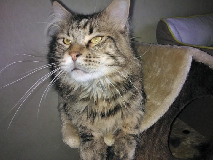 Maine Coon SR' Panoncoon Que Pasa "R.I.P" billede 6