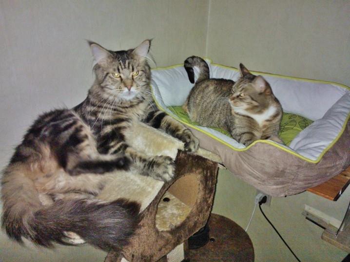 Maine Coon SR' Panoncoon Que Pasa "R.I.P" billede 7