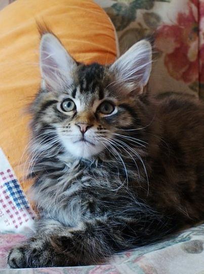 Maine Coon SR' Panoncoon Que Pasa "R.I.P" billede 11