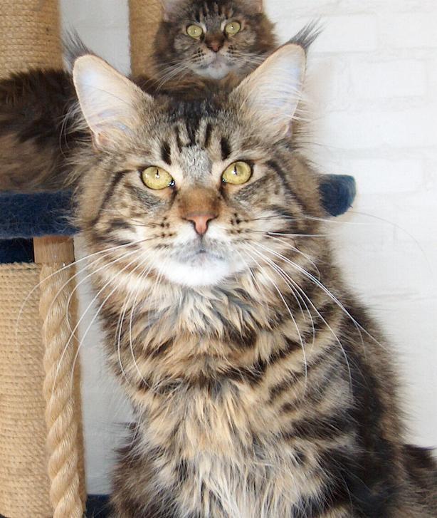 Maine Coon SR' Panoncoon Que Pasa "R.I.P" billede 1