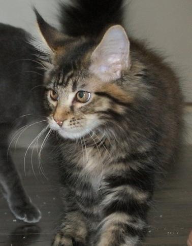 Maine Coon SR' Panoncoon Que Pasa "R.I.P" billede 10