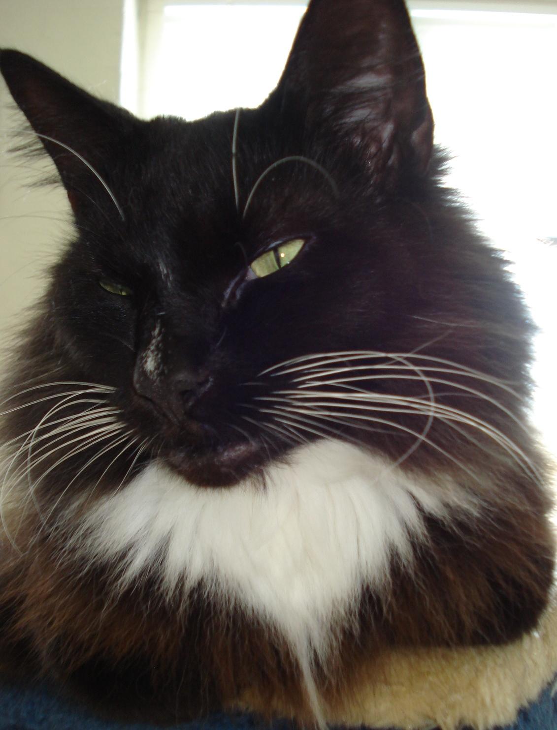 Norsk Skovkat * JACK/ MICHAEL JACKSON* - Nyt billede 10