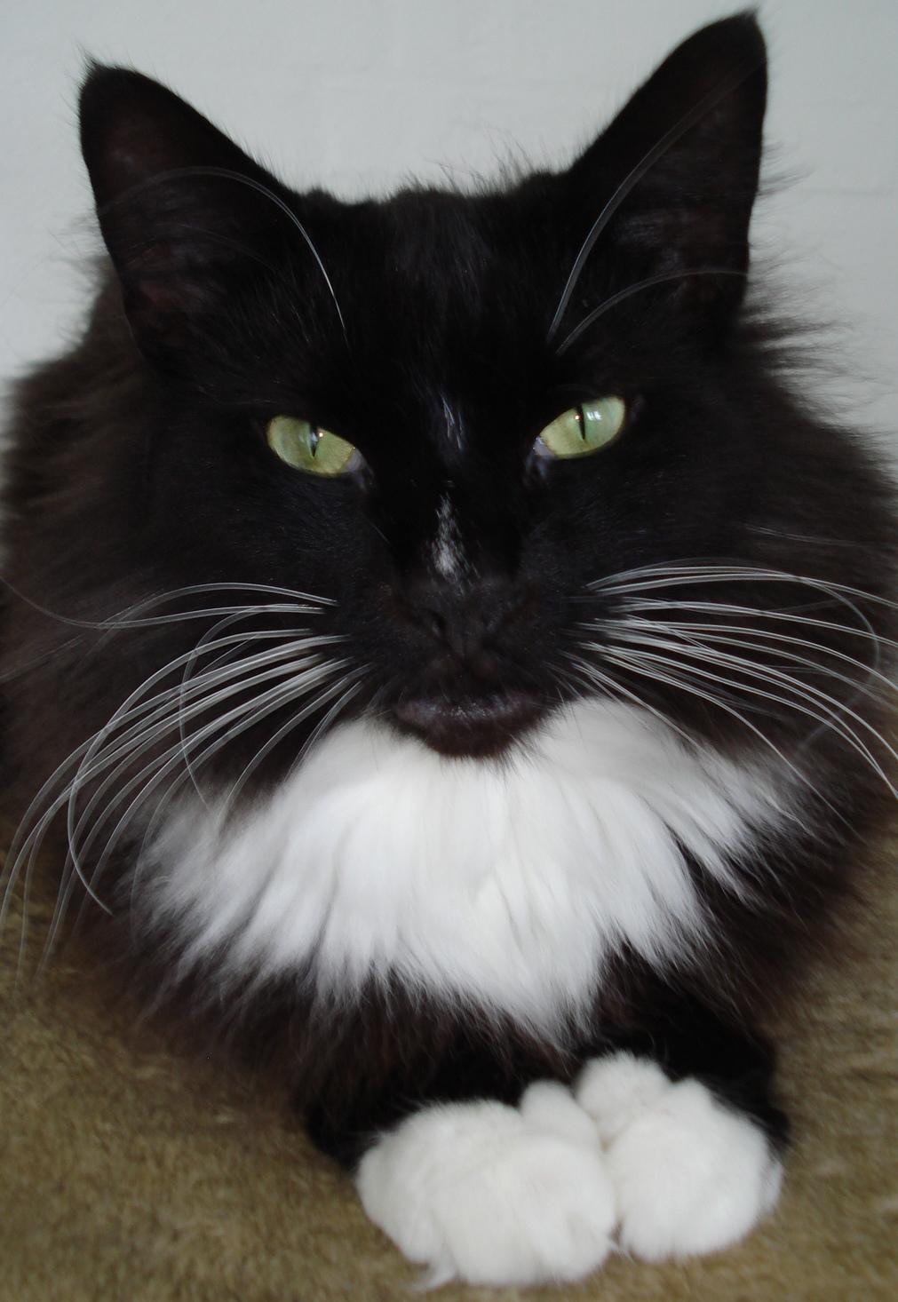 Norsk Skovkat * JACK/ MICHAEL JACKSON* - Nyt D 10/4-2012 billede 11