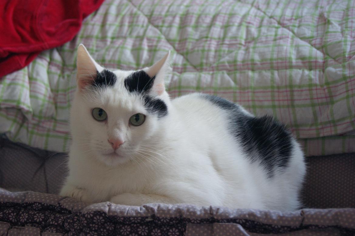 Huskat Vuffy (R.I.P) billede 1