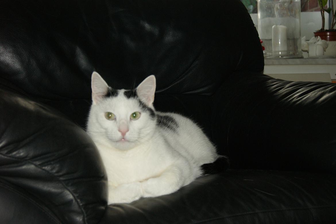 Huskat Vuffy (R.I.P) billede 2