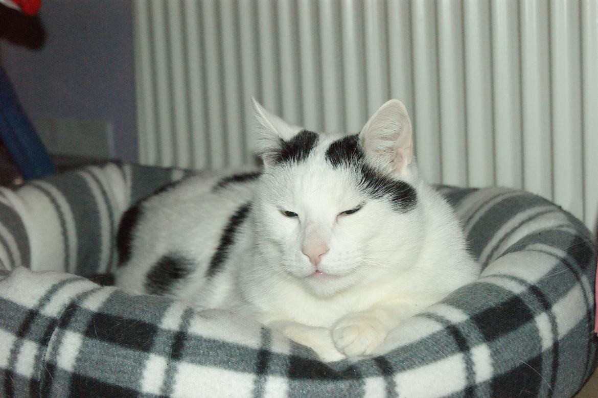 Huskat Vuffy (R.I.P) billede 3