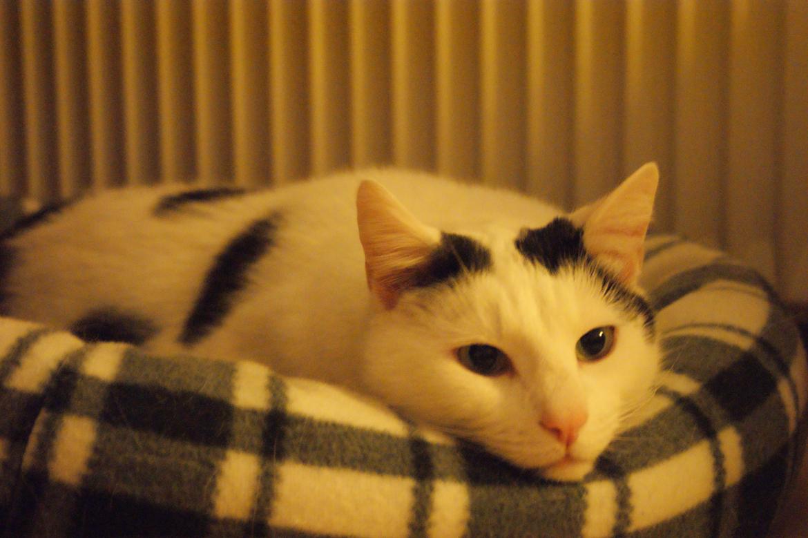 Huskat Vuffy (R.I.P) billede 4