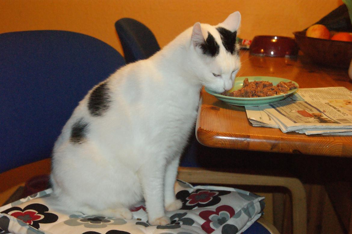 Huskat Vuffy (R.I.P) billede 5