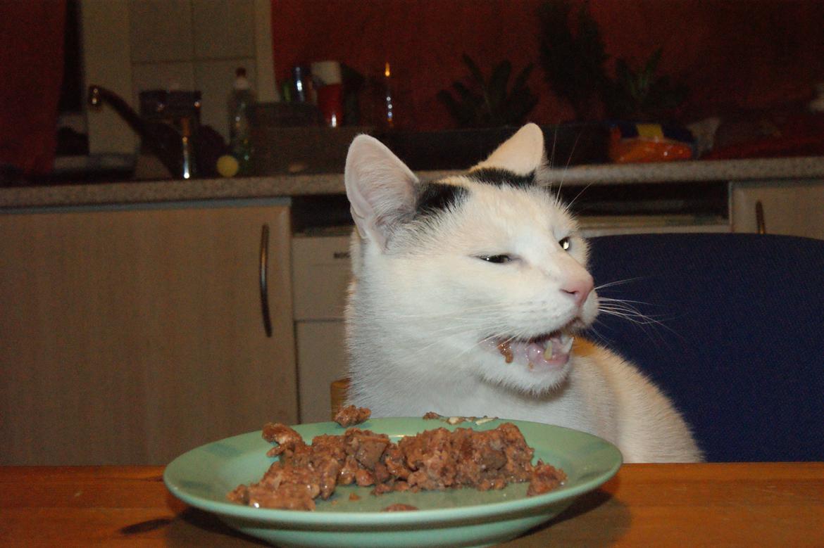 Huskat Vuffy (R.I.P) billede 6