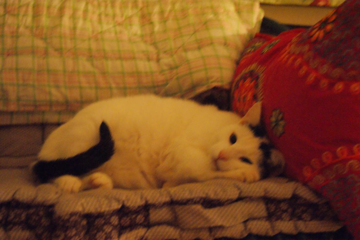 Huskat Vuffy (R.I.P) billede 7