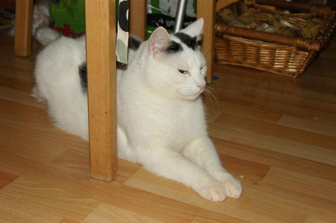 Huskat Vuffy (R.I.P) billede 8