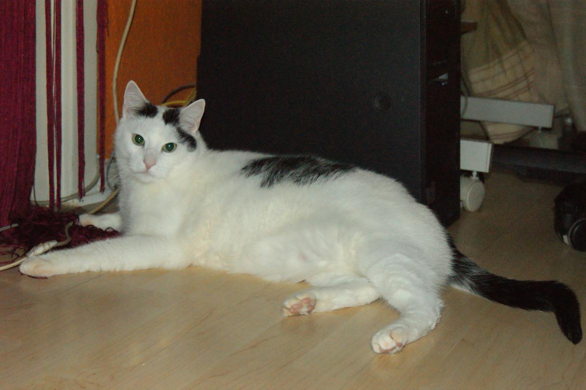 Huskat Vuffy (R.I.P) billede 9