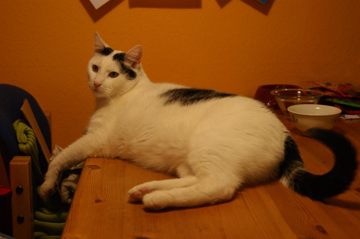 Huskat Vuffy (R.I.P) billede 10