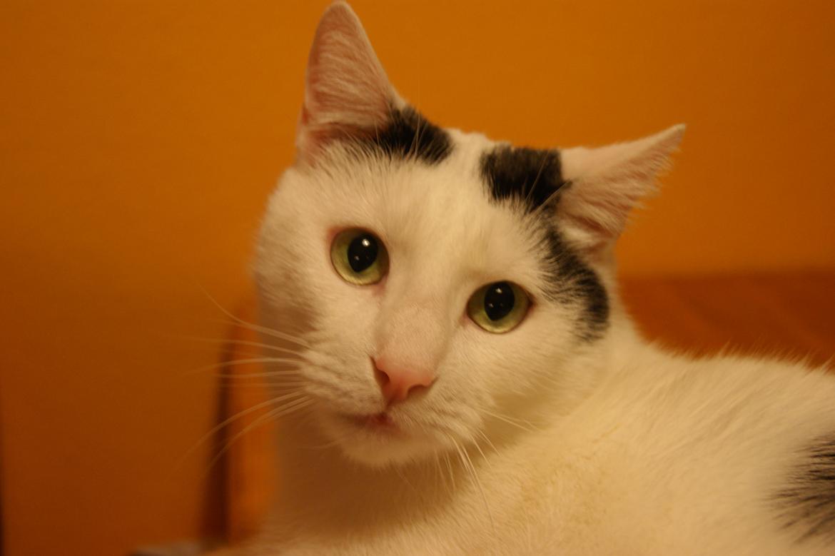 Huskat Vuffy (R.I.P) billede 11