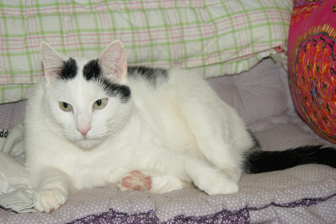 Huskat Vuffy (R.I.P) billede 12