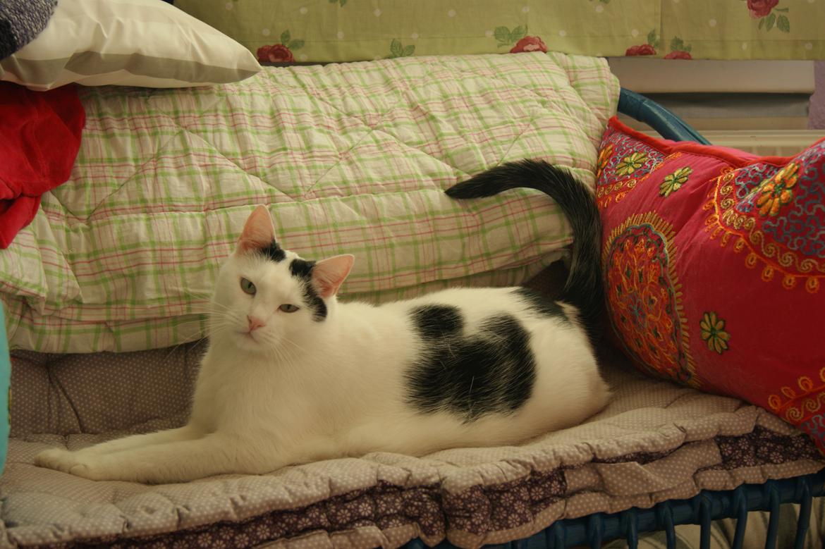 Huskat Vuffy (R.I.P) billede 13