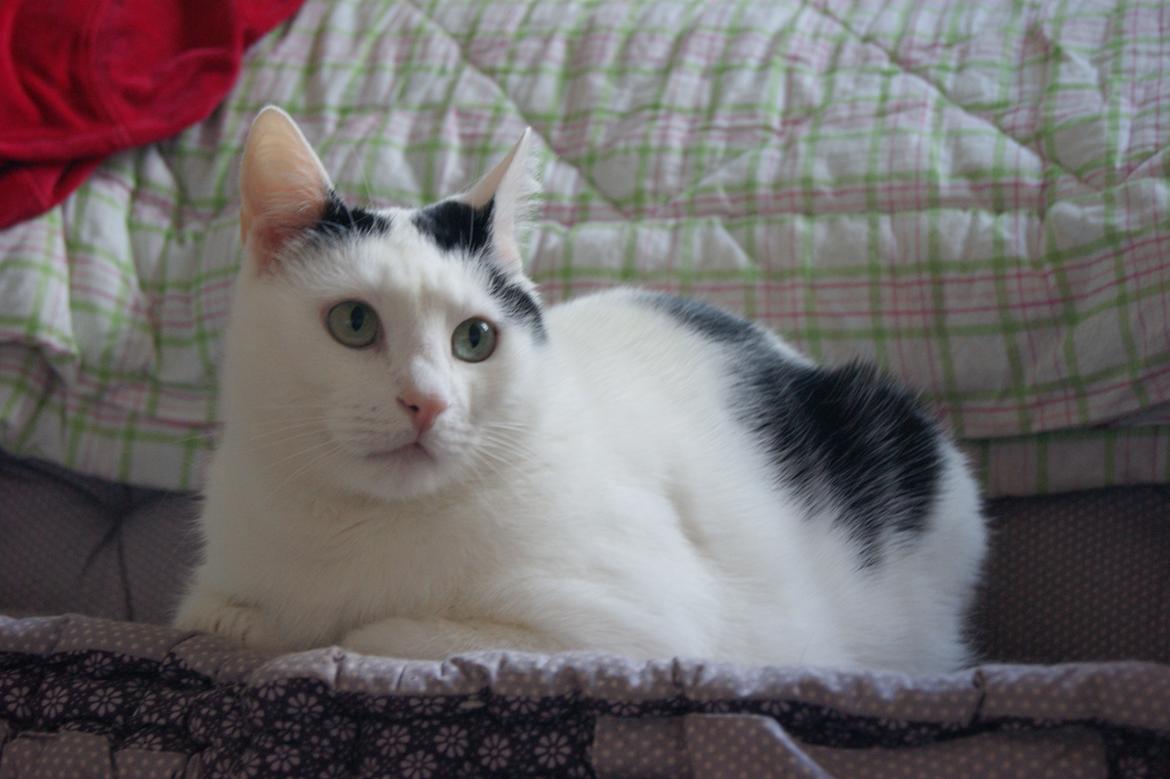 Huskat Vuffy (R.I.P) billede 14