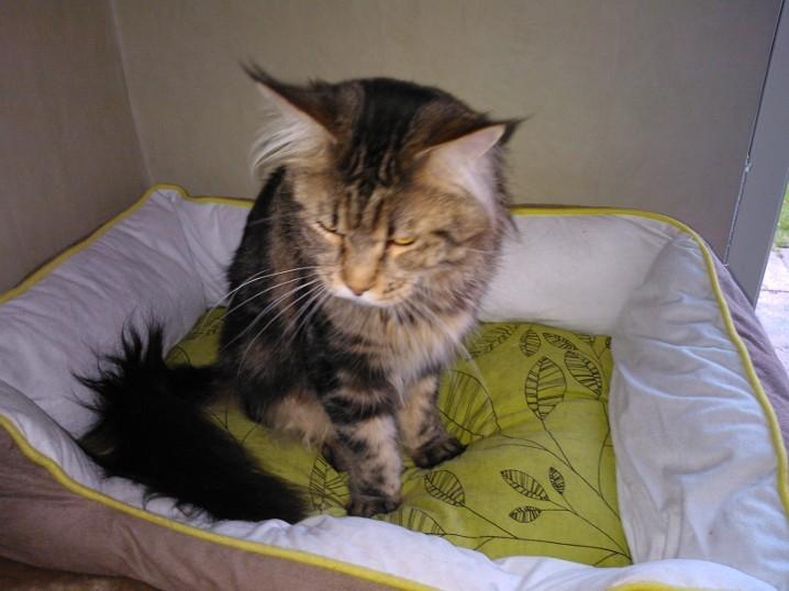 Maine Coon SR' Panoncoon Que Pasa "R.I.P" billede 8