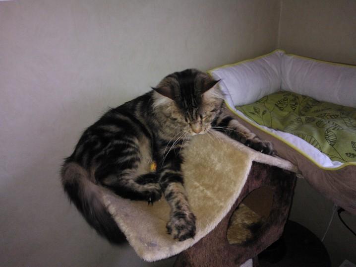 Maine Coon SR' Panoncoon Que Pasa "R.I.P" billede 9