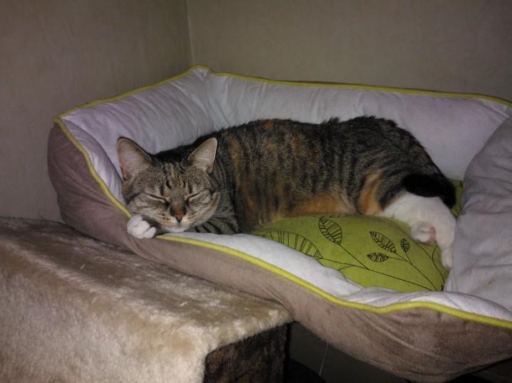 Huskat Mille billede 5