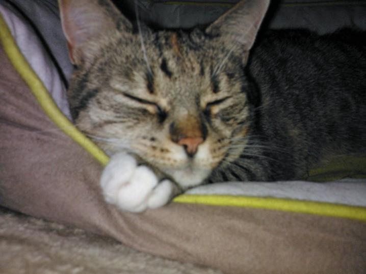 Huskat Mille billede 6