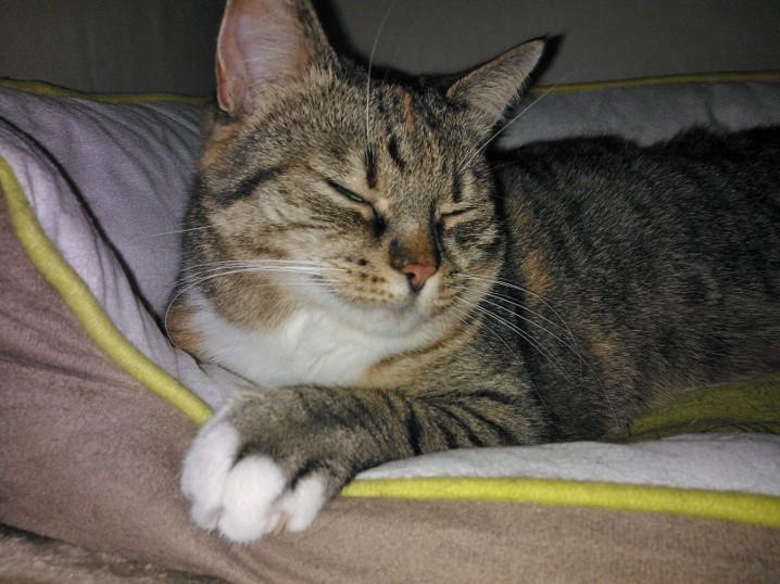 Huskat Mille billede 7