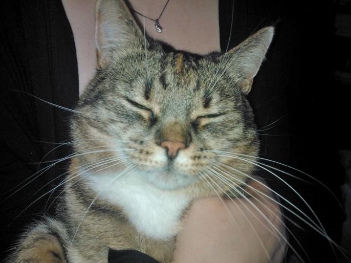 Huskat Mille billede 8