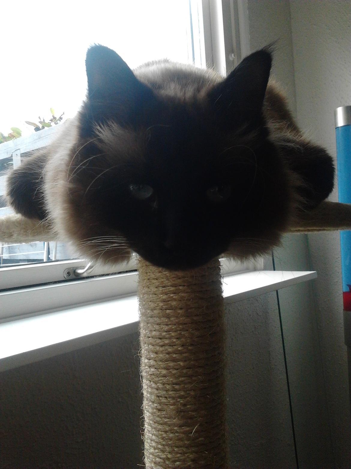 Hellig Birma Bailey - 11. april 2012 - Bailey hygger på toppen af kradsetræet. billede 11