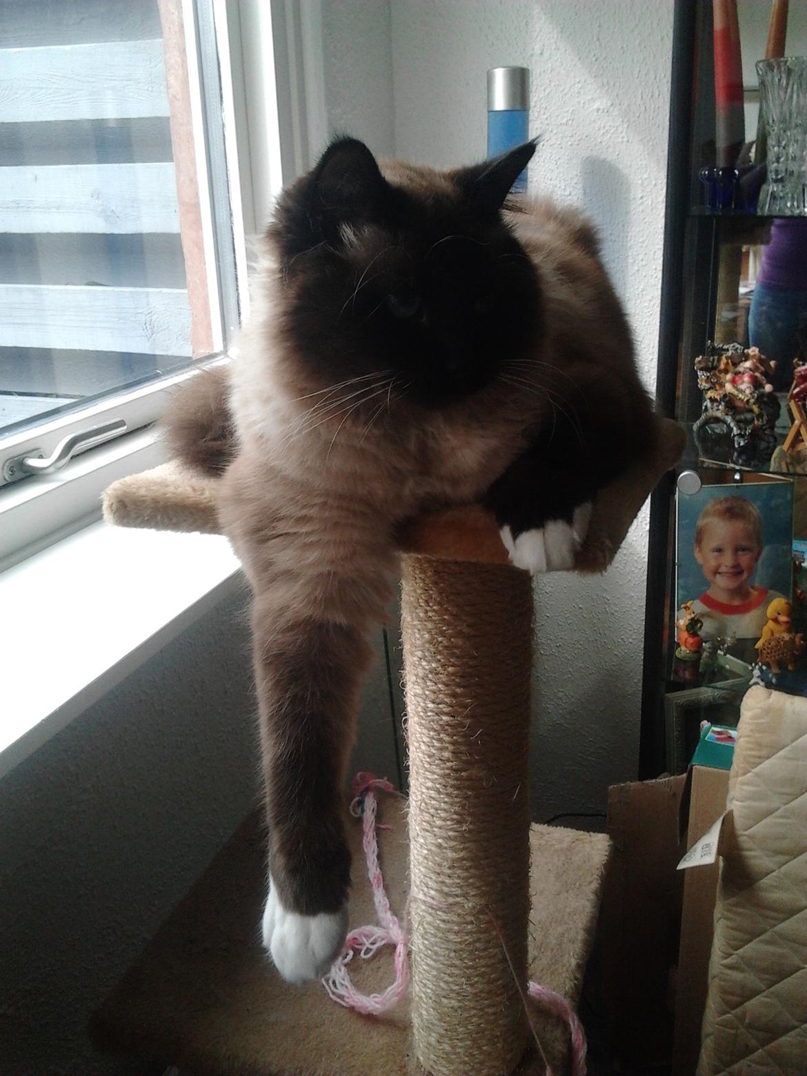 Hellig Birma Bailey billede 12