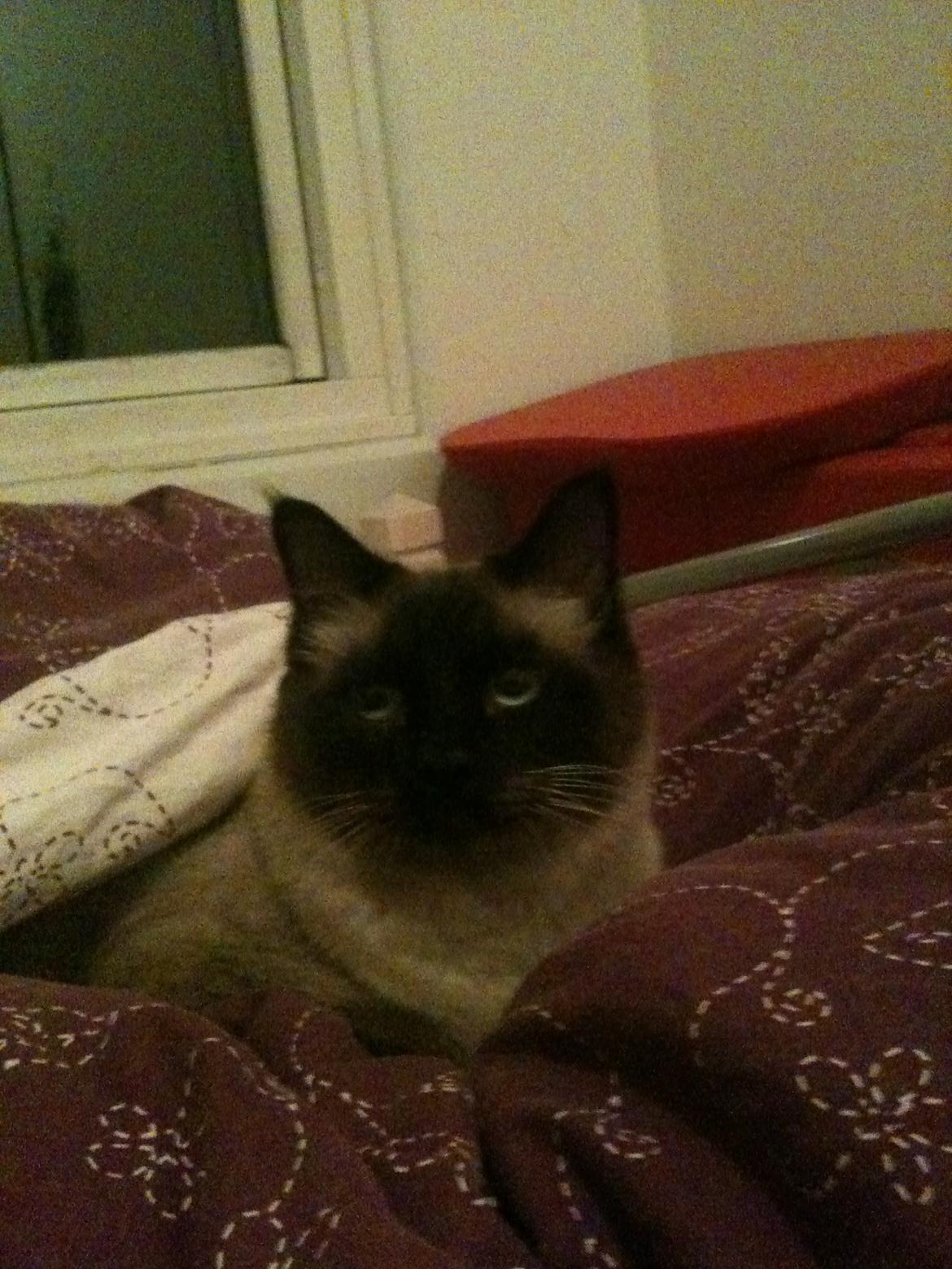 Hellig Birma Bailey - 9. december 2011 - Skal vi sove nu? O: billede 4