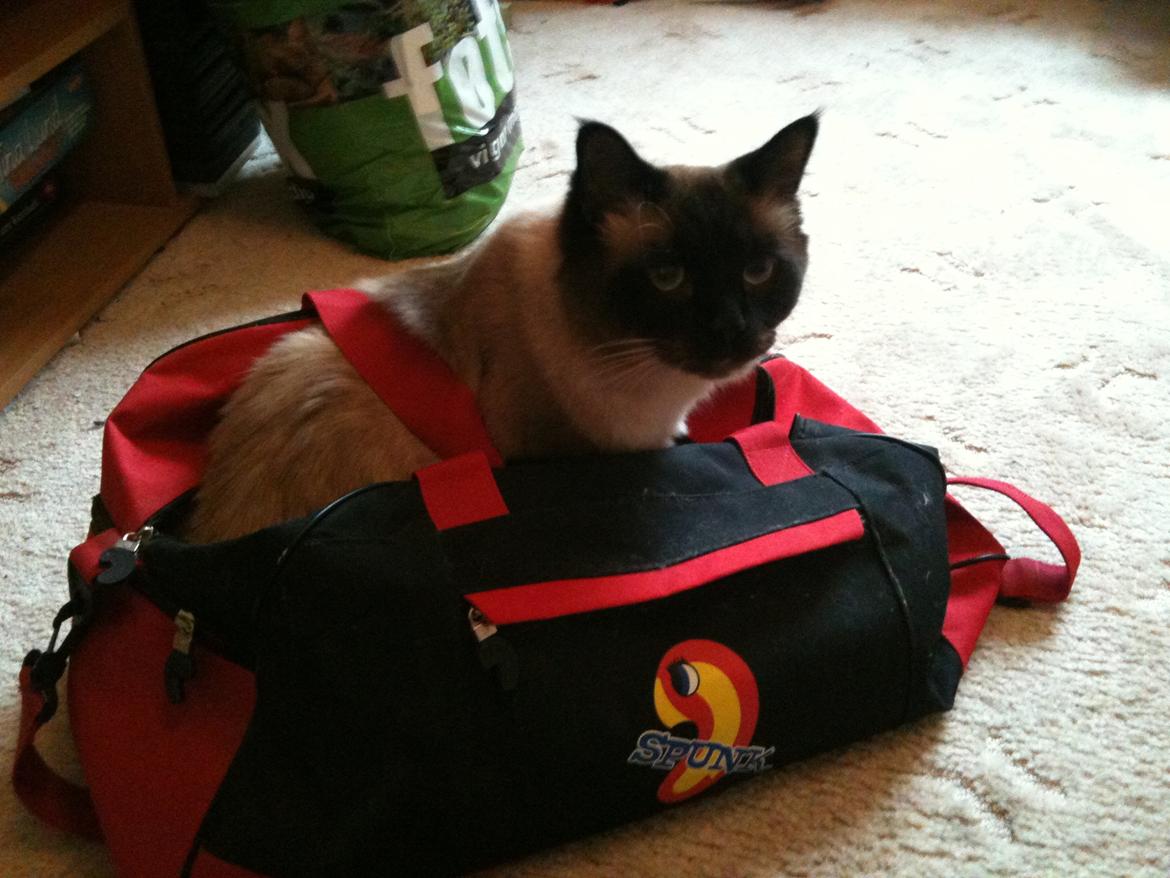 Hellig Birma Bailey - Den 15. december 2011 - Bailey er klar til at tage med til Kiel i Tyskland for at se håndbold :) billede 5