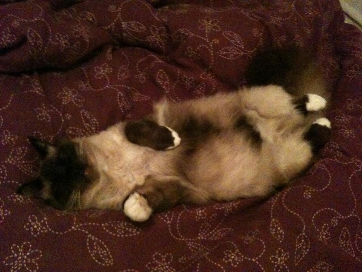 Hellig Birma Bailey - 25. december 2011 - Bailey der ligger tværs over sengen og nærmest fylder det hele. Han snorksov - det var så kært, på trods af at jeg ikke selv kunne være der :D billede 6