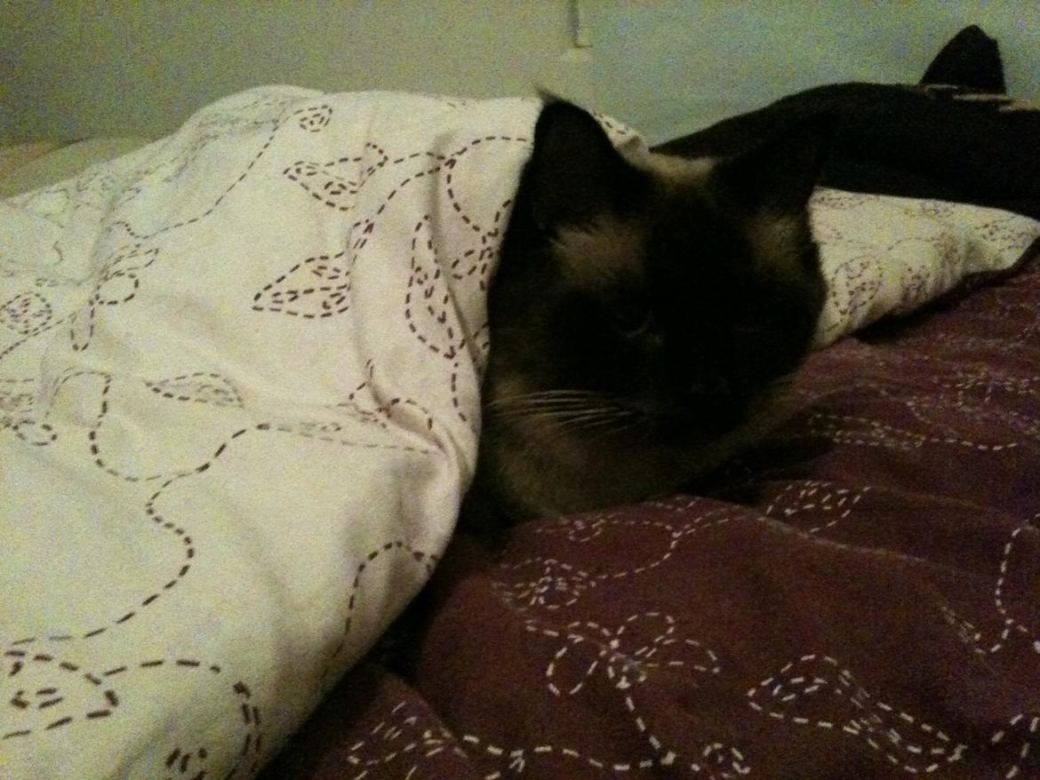 Hellig Birma Bailey - 8. januar 2012 - Bailey er klar til at sove! Hvilket snart ikke er noget nyt. billede 7