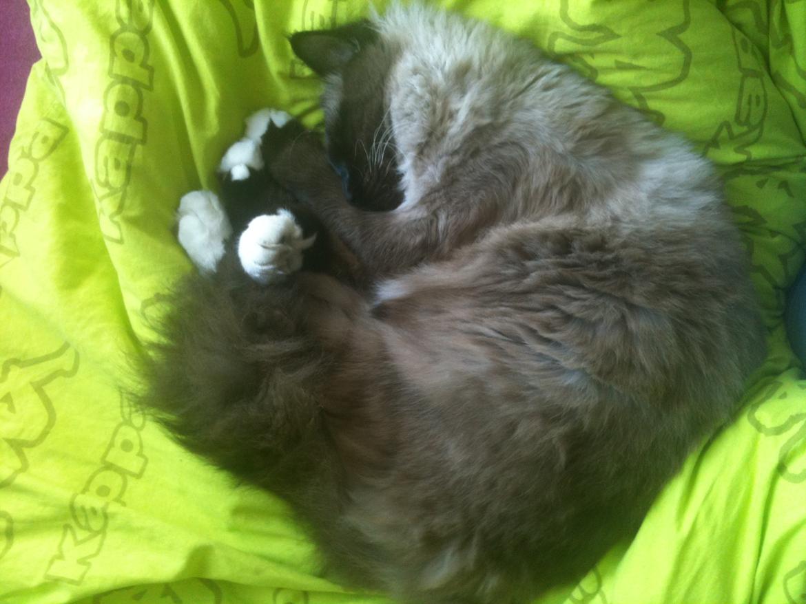 Hellig Birma Bailey - 14. marts 2012 - Bailey tager sig en morfar. billede 8