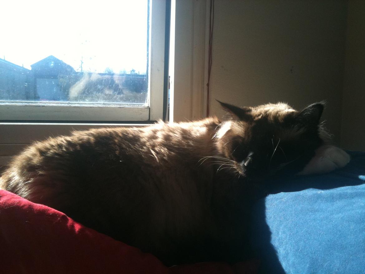 Hellig Birma Bailey - 25. marts 2012 - Ligger på sofaens armlæn og sover med solen bagende over sig :) billede 9
