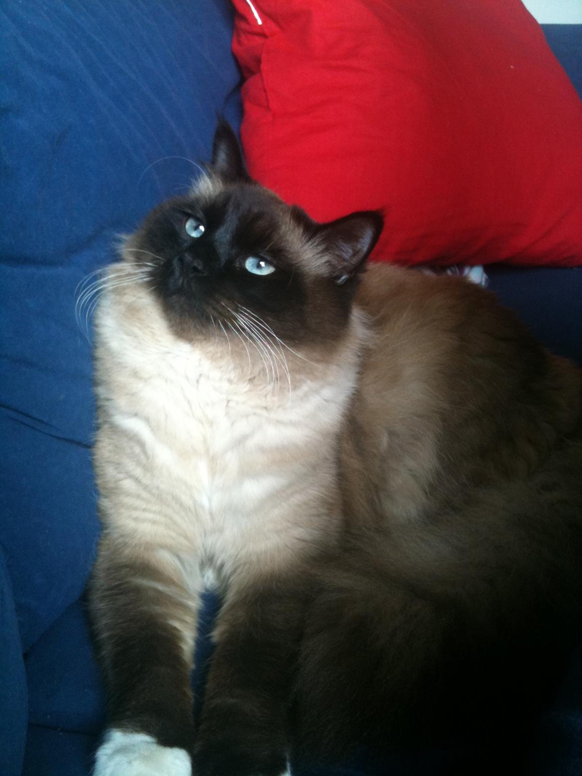 Hellig Birma Bailey - 28. marts 2012 - Mr. Blue Eyes :3 billede 10