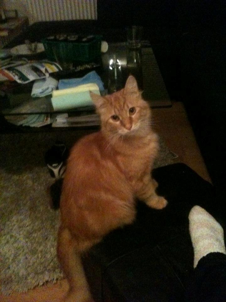 Maine Coon Nuller  billede 14