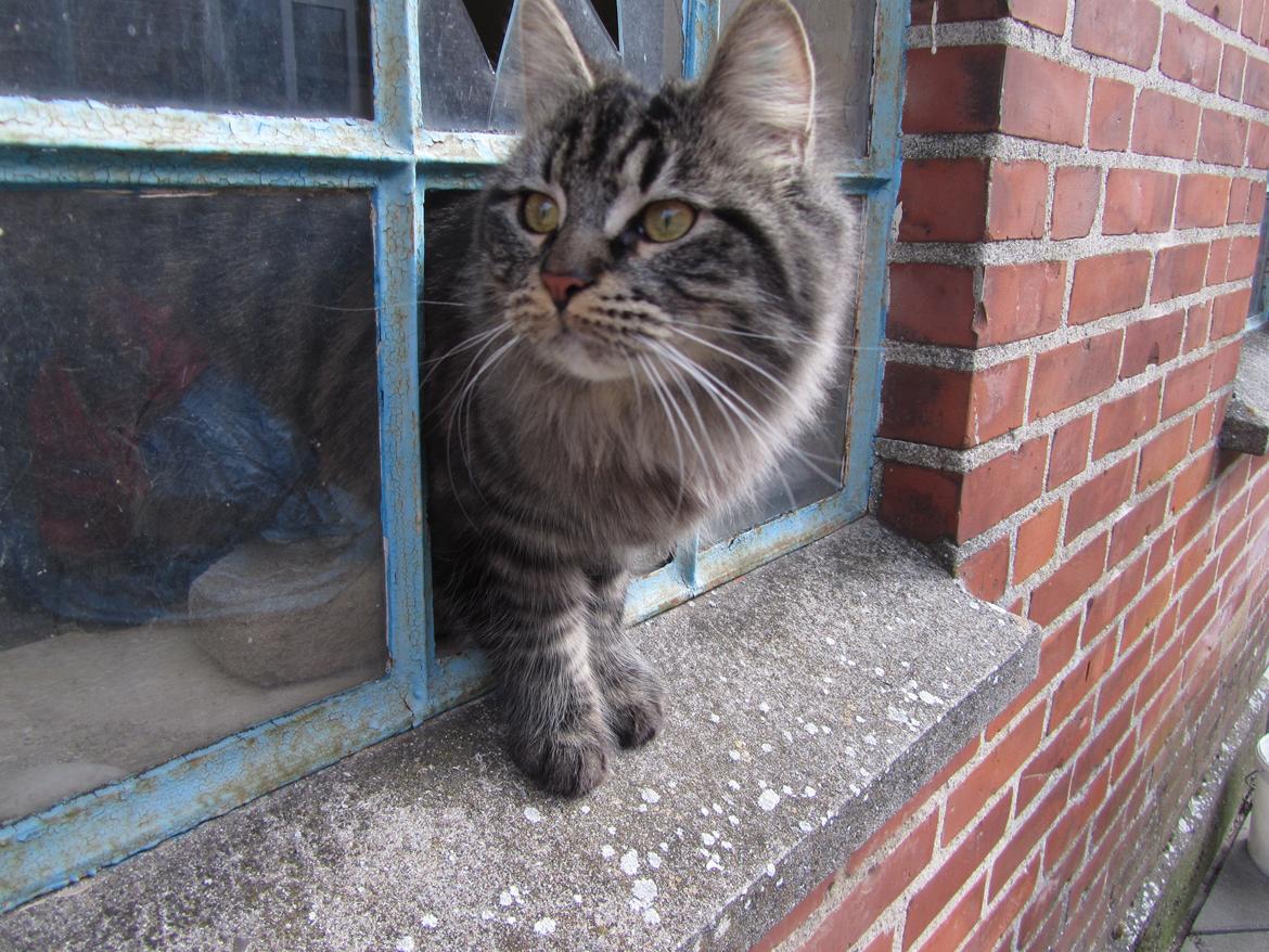 Blanding af racer Mille billede 1