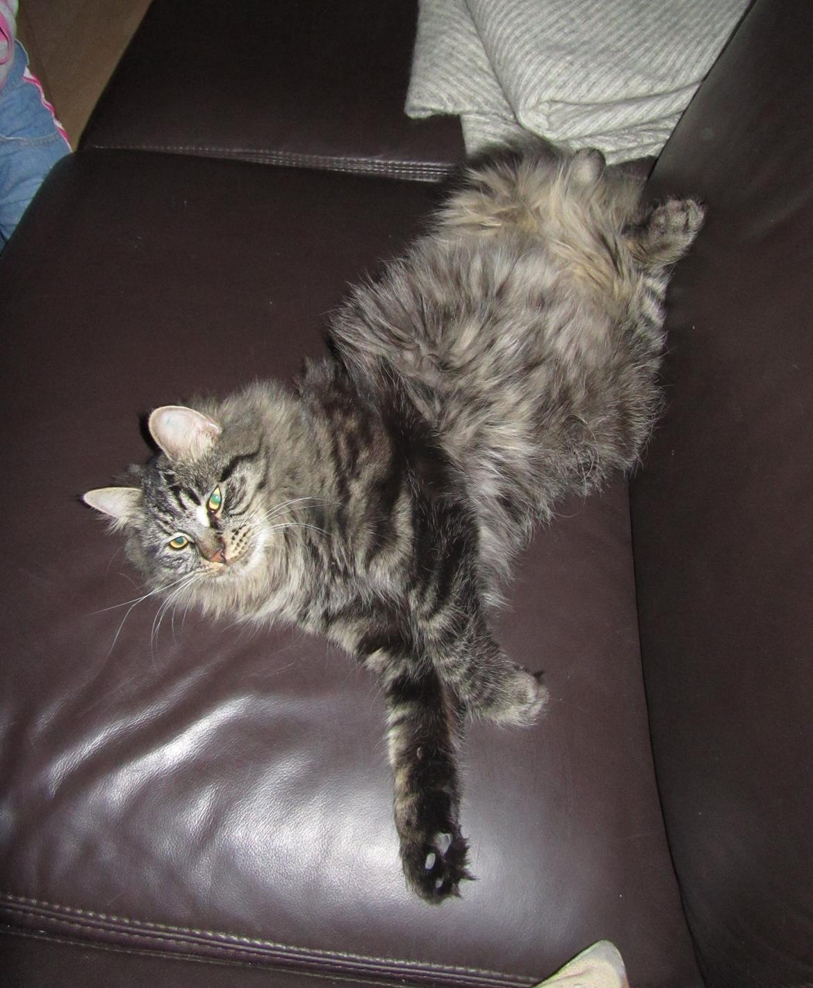 Blanding af racer Mille billede 6