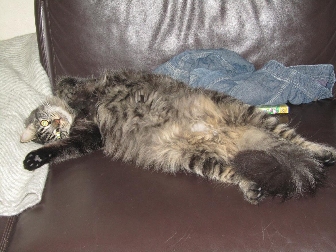 Blanding af racer Mille - man har det vel godt ;O) billede 2