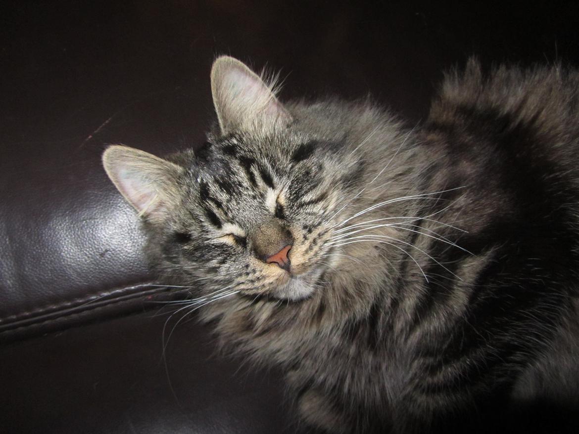 Blanding af racer Mille billede 4